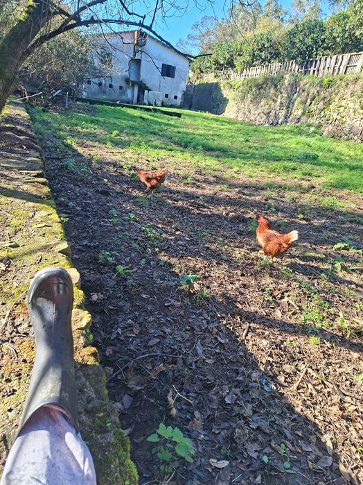Ovos caseiros galinhas soltas