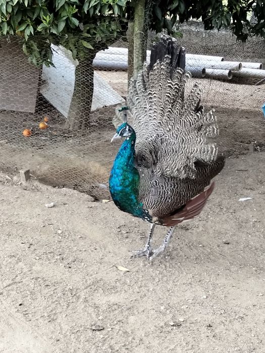 Vendo pavão Macho