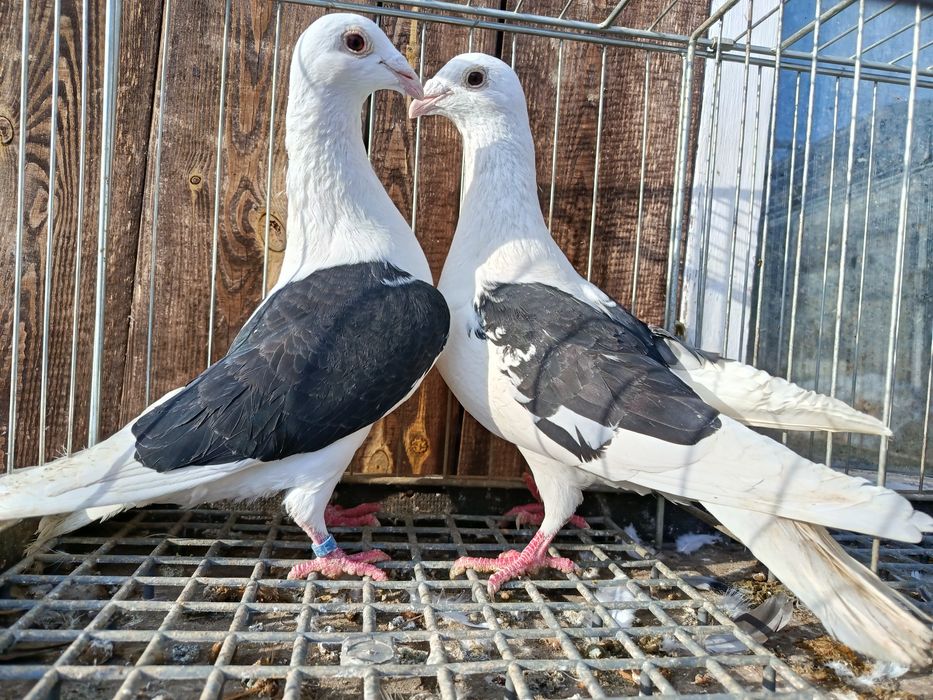 Śląskie tarczowe Śląski tarczowy