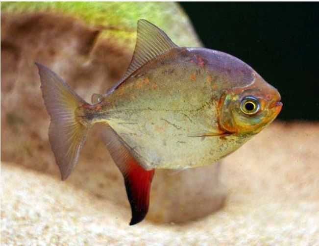 Myloplus rubripinnis - Myleus - XL - dowóz, wysyłka