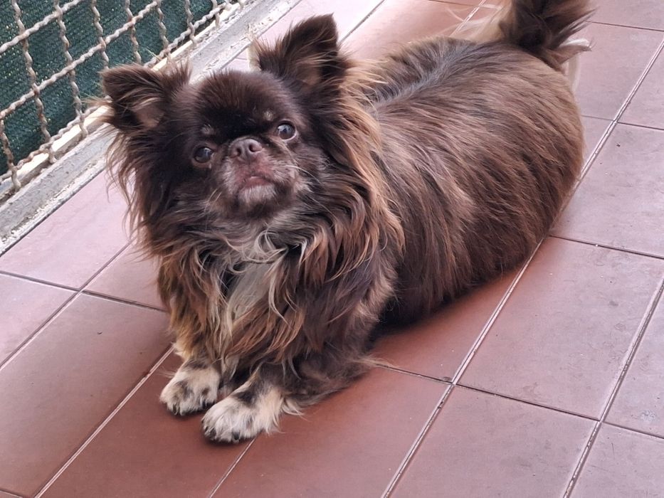 Chihuahua de pelo comprido