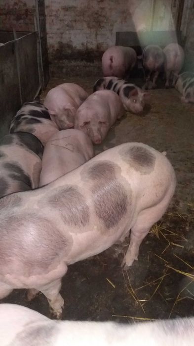 Продам свиней живою вагою