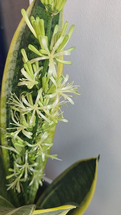 Продам Сансевієрія Black gold