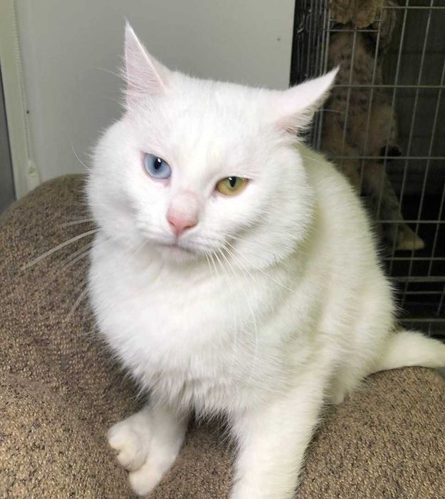 Уникальный,белоснежный котик с глазами разного цвета. Патриот, 1 годик