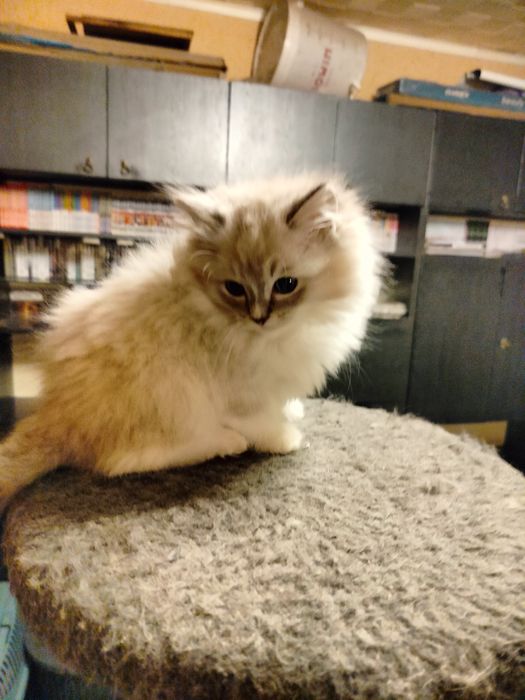 Ragdoll kocurek z rodowodem FPL