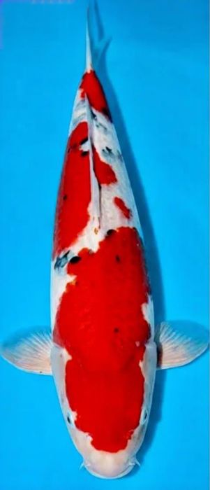 Carpa koi Sanke Sakai Nisai fêmea 58 cm