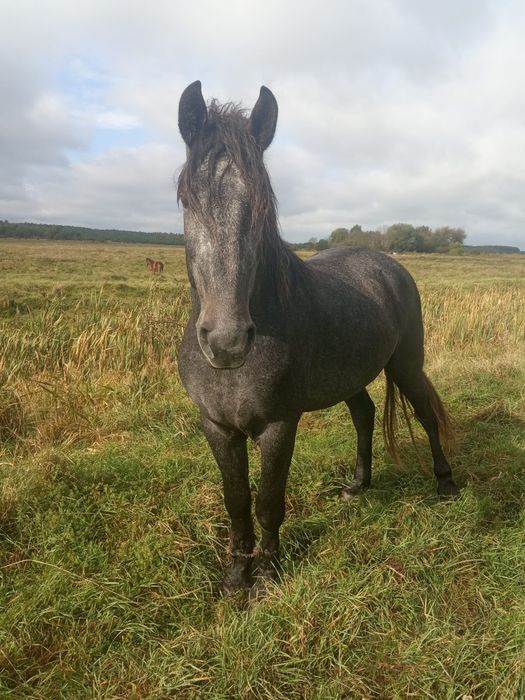 Продам жеребця  , чорний, добре вгодований