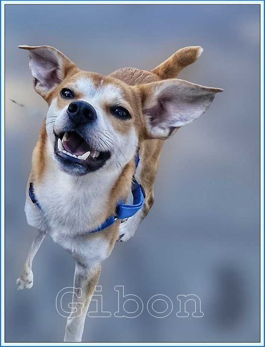 Gibon - samczyk do adopcji w dobre ręce.