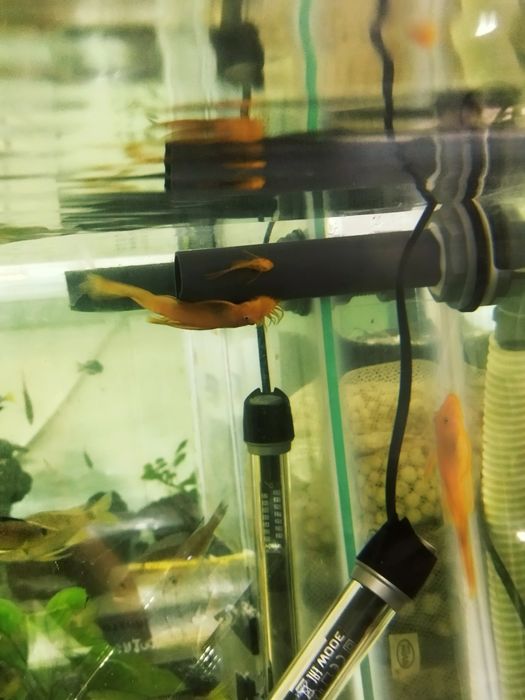 Ancistrus super Red dorosłe samce glonojad