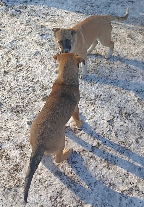 Щенок 4 мес девочка.