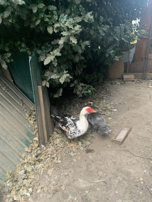 Patos mudos e de pequim