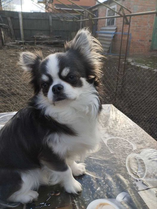 Мальчик чихуахуа  Готов к вязке с достойными невестами.