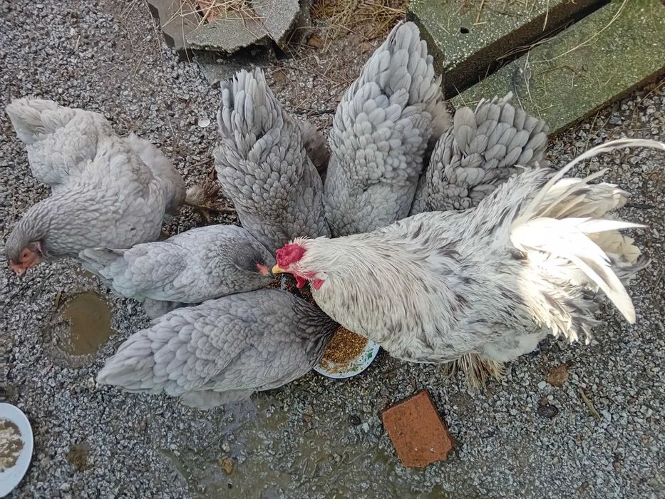 Galinhas de Raça Brahma. Ovos férteis disponíveis para incubação.
