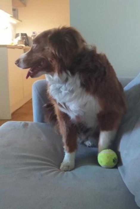 Dog Walker & Pet Sitting - Carcavelos & Parede