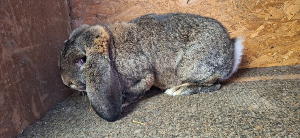 Królik króliki francuski baran szary