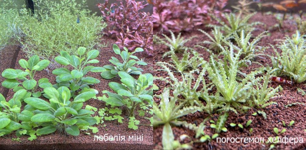 Акваріумні рослини