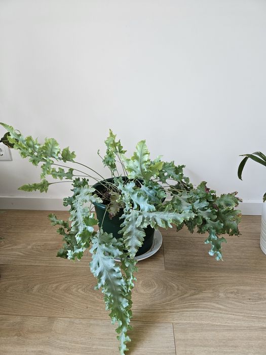 Phlebodium ‘Davana’
feto-azul-frisado, feto-azul-davana