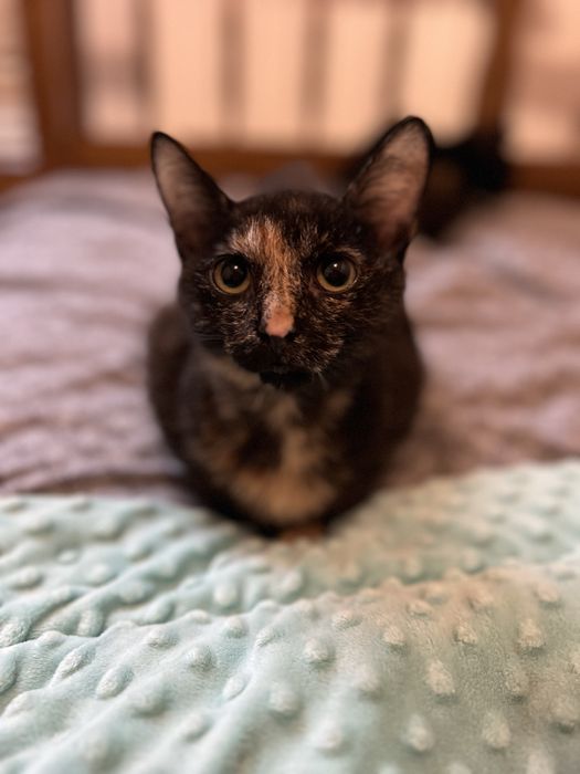 Małe kotki szukają domków