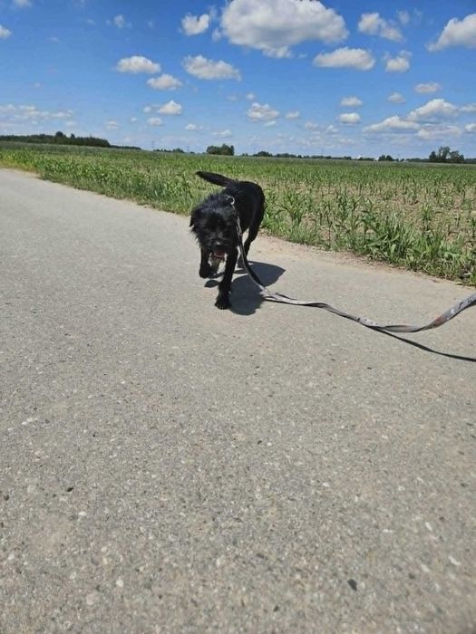 Przez oczy, wygląd i imię Chałka jest do schrupania. Towarzyska, aktywna, nie lubiąca innych psów sunia do adopcji
