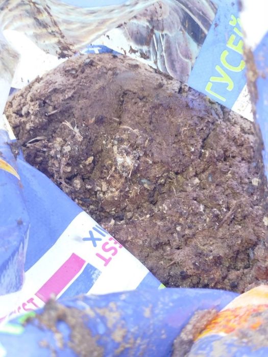Перепелиний послід чистий без тирси і домішок