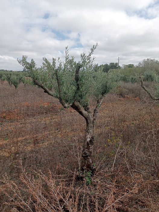 Oliveiras para jardim