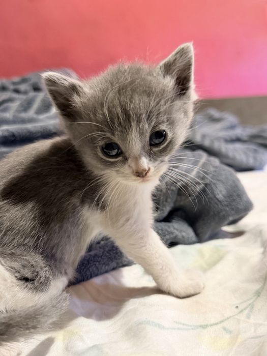 Віддам кошенят безкоштовно
