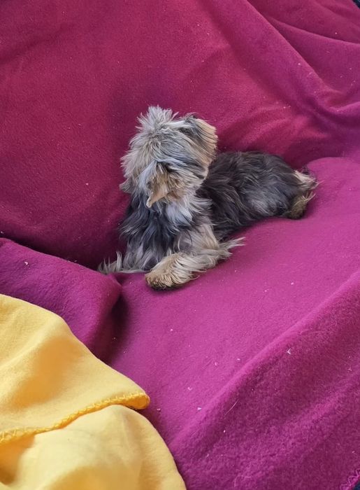 Piesek roczny Yorkshire terrier