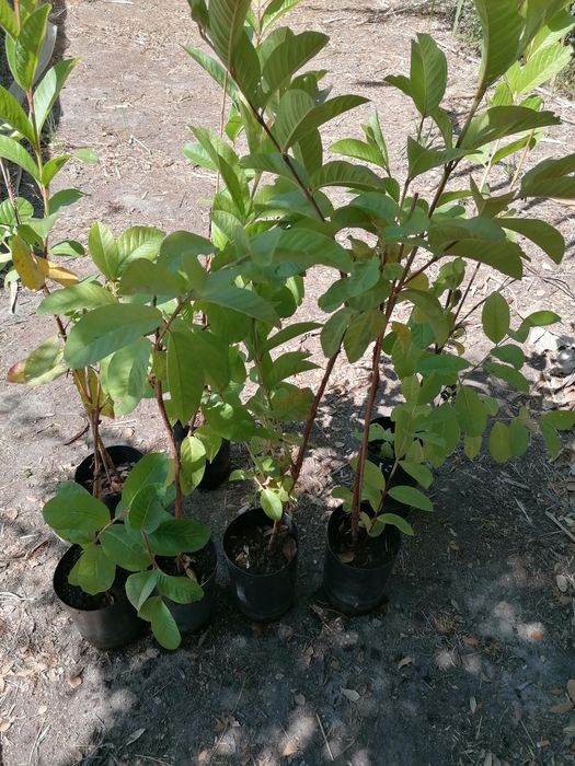 Goiabeira vermelha e branca