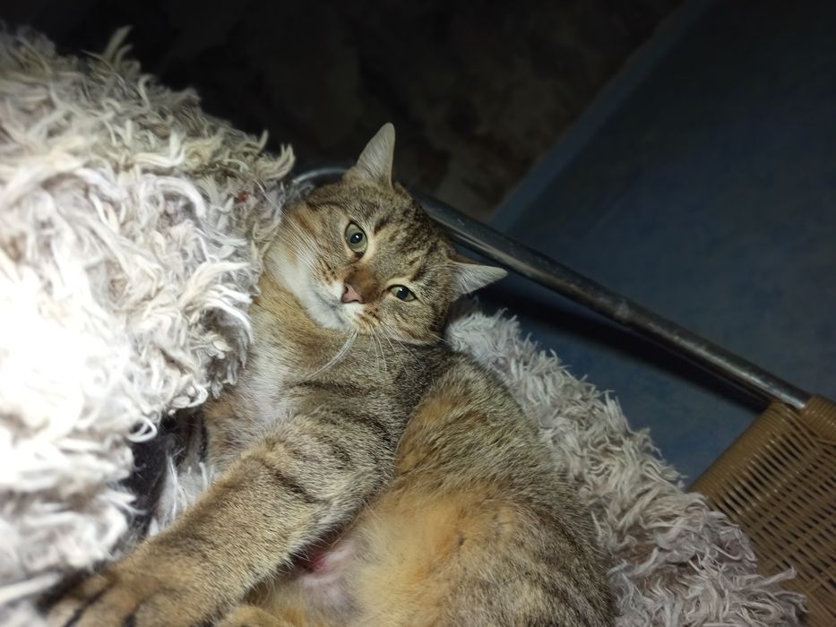 Cudowna Fajerwerka czeka na dom