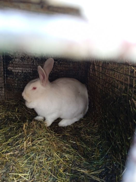 Продам чистокровні кролі Термони, Строкачі та Шиншили