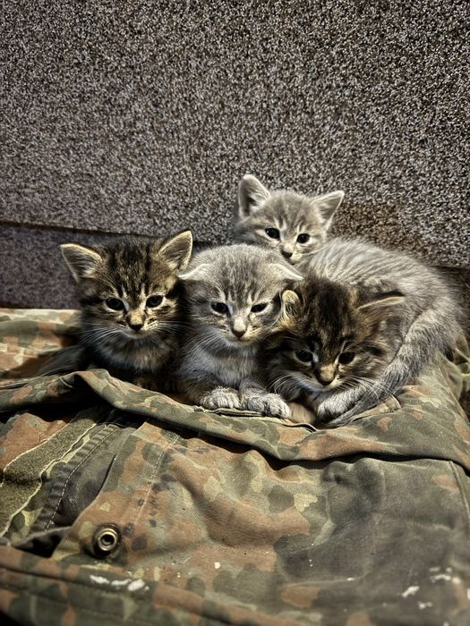 Котенята в добрі руки