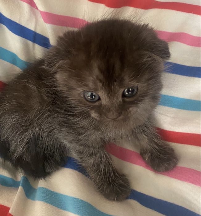 Котята чекають на своїх нових господарів