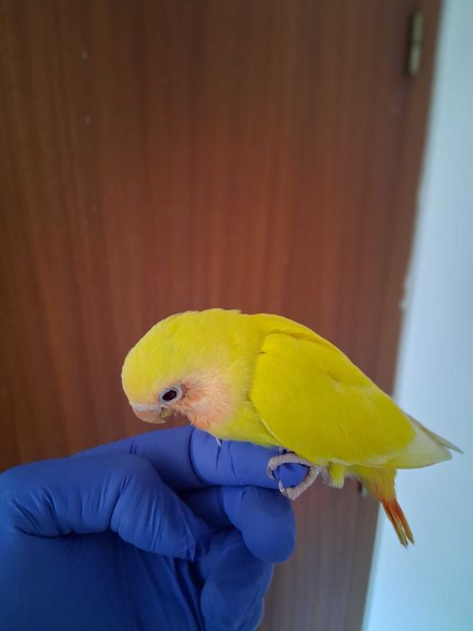 Agapornis Rosicolis criado a mao