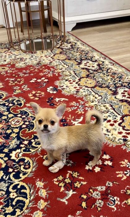 Хлопчики чихуахуа.