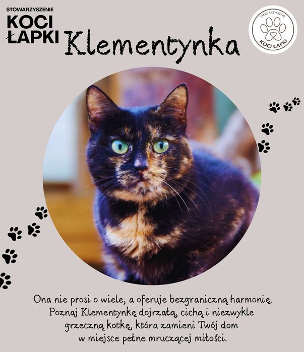 Klementynka - mrucząca oaza spokoju