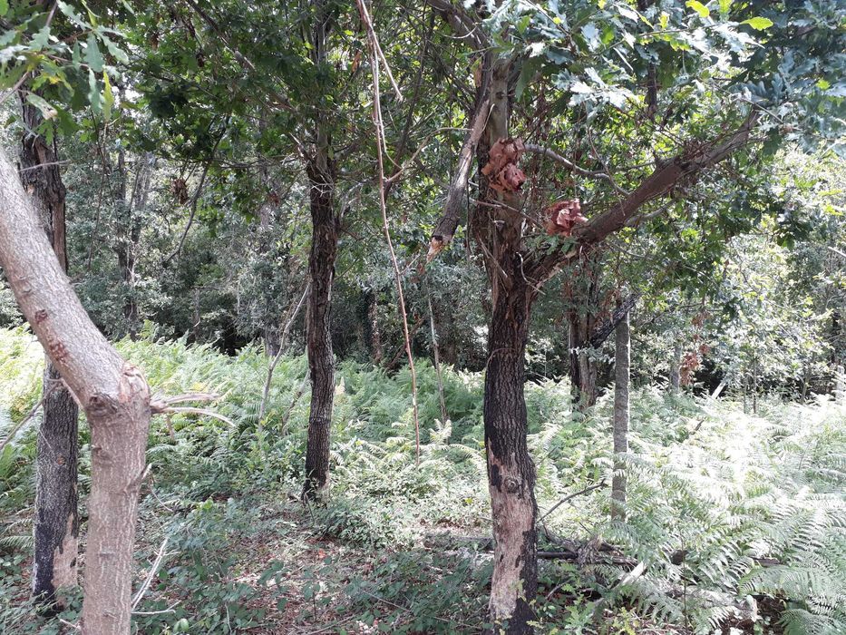 Terreno / Quinta , Penafiel, perto do Porto, 8000 m2, 30 000€