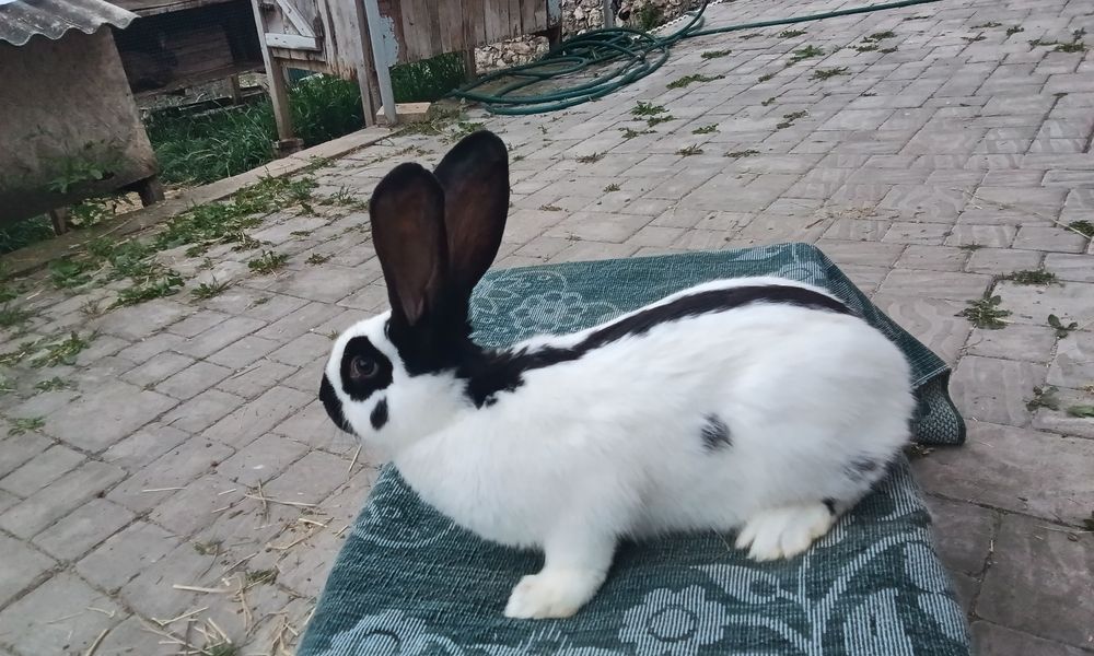 Кріличка породи Строкачка віком 4, 5 місяців ціна договірна