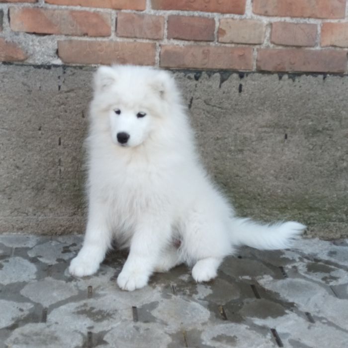 SAMOYED szczenię