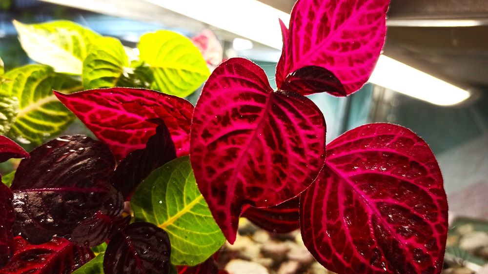 гіпоестеси, ірезіне різні кольори