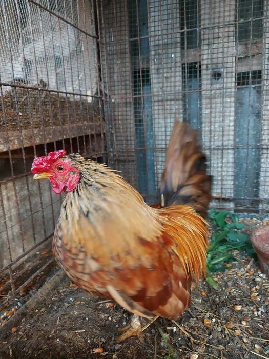 Vendo Galos, várias raças