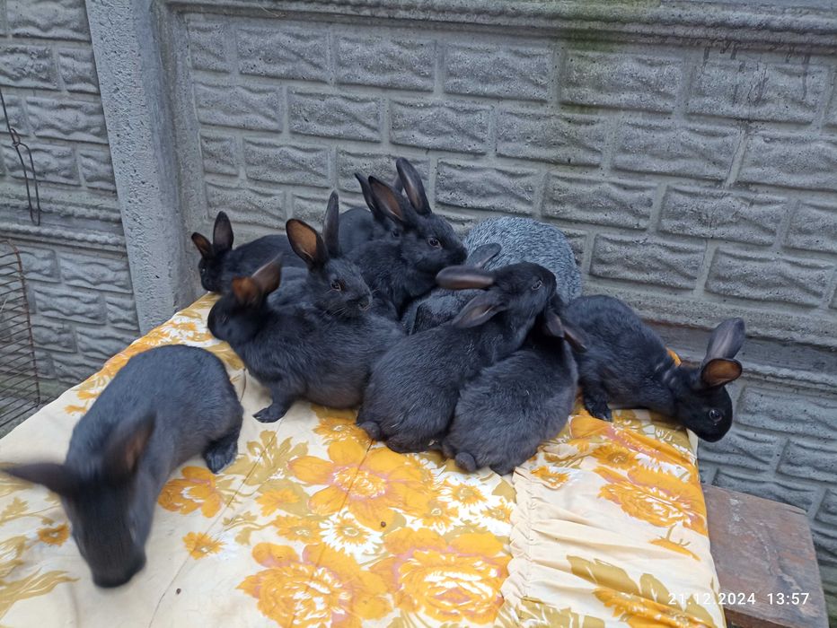Продам кролі, кролики Полтавське срібло