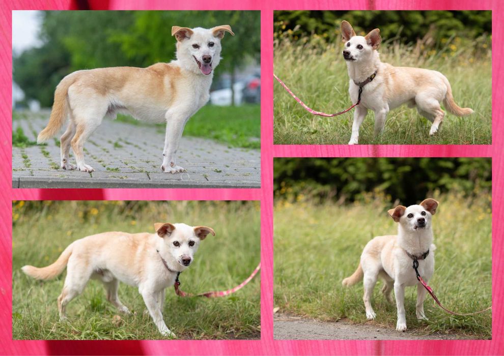 KUMIK - marzy o nowym domu i rodzinie