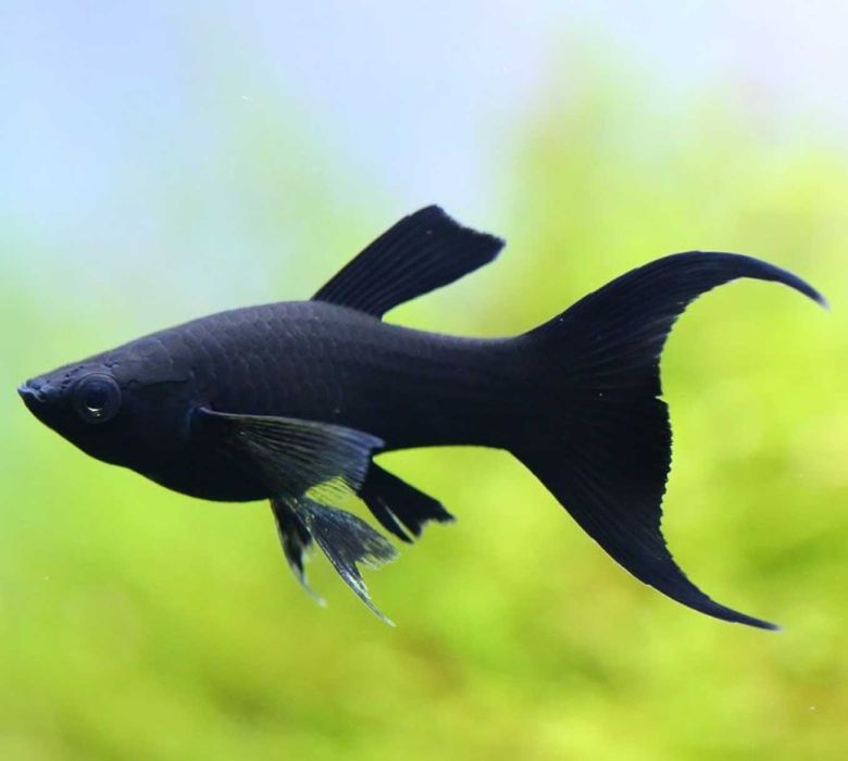 Molinezja ostrousta lirowa czarna - Poecilia sphenops - dowóz