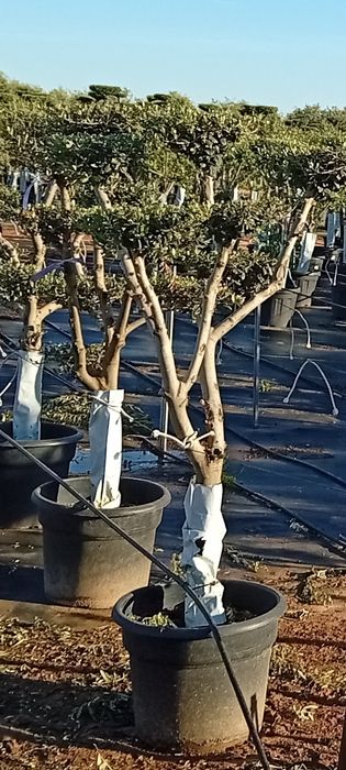 Oliveiras de Jardim