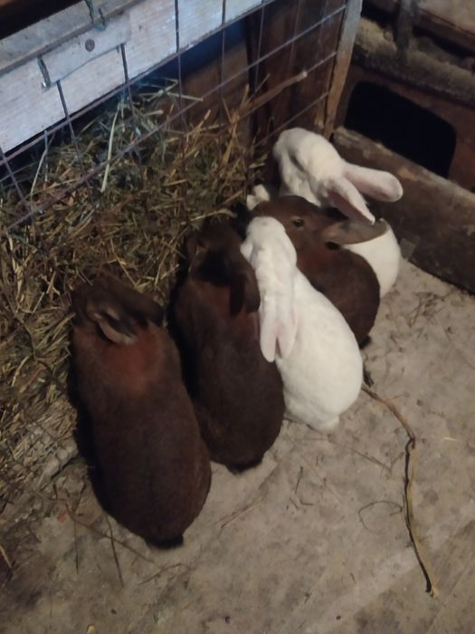 Продам кролі м'ясних порід