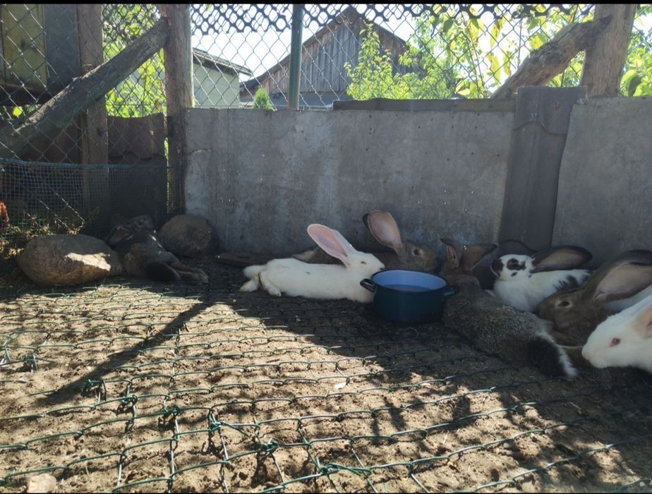 Króliki samce i samice