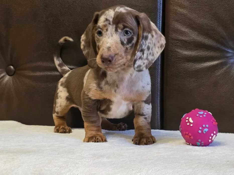 Teckel choco merle
