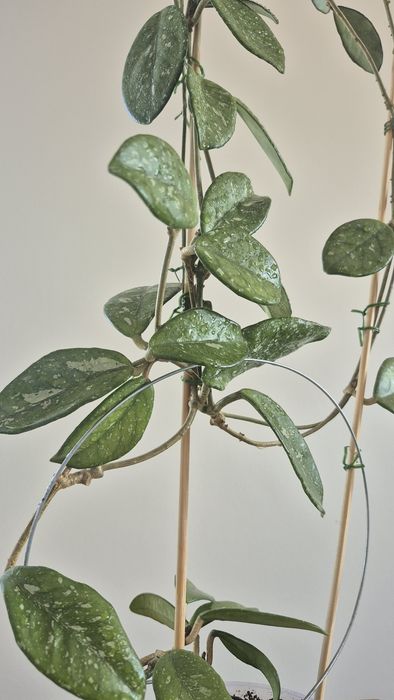 Hoya Hoja  Carnosa  Wilburgraves