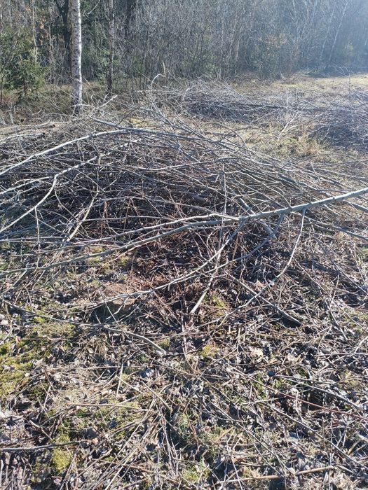Oddam za darmo gałęzie