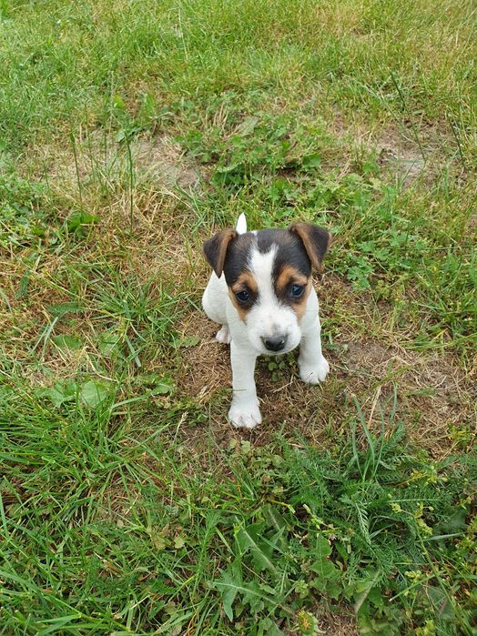 Jack russell terrier